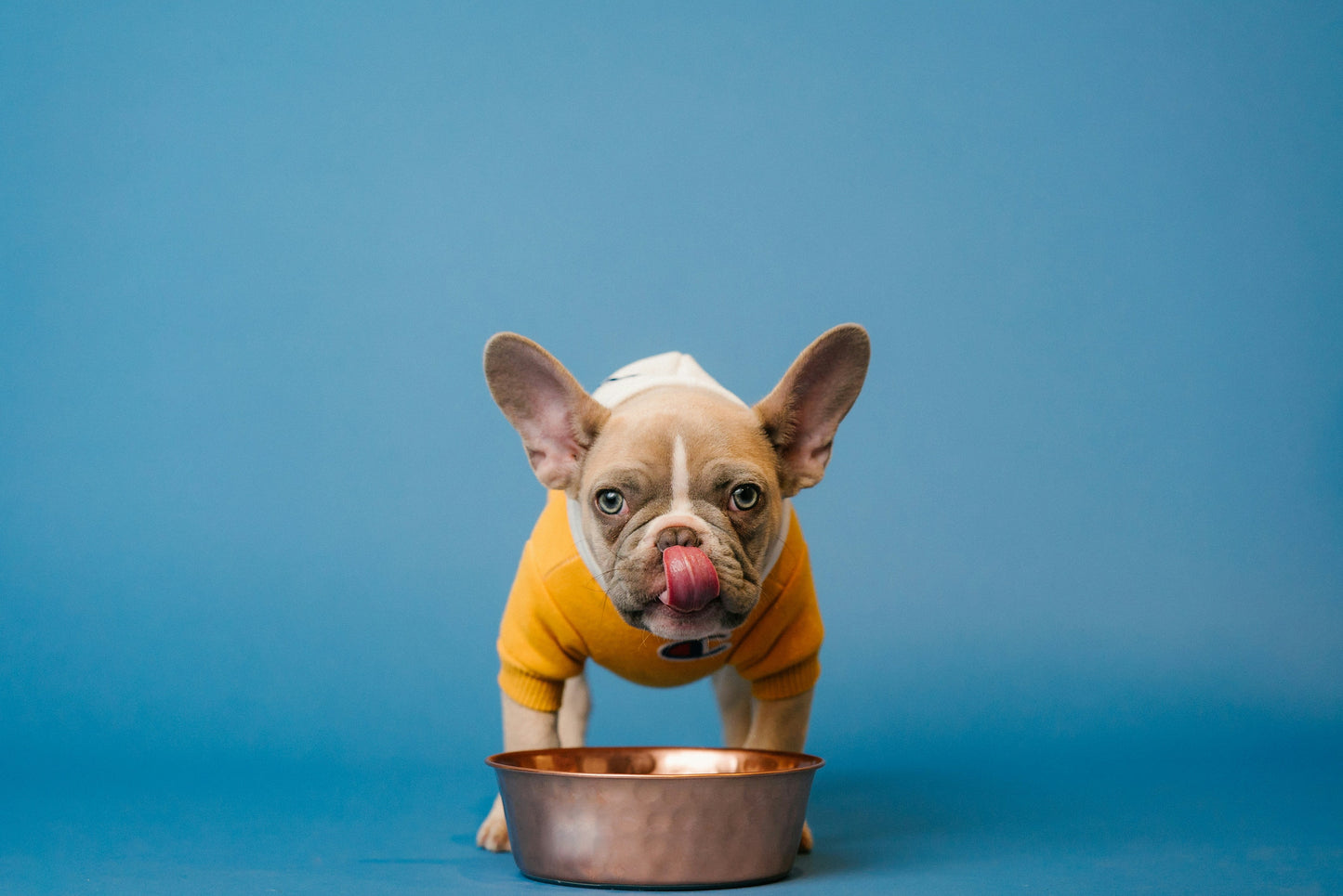 Wagging Tails Turkey & Peas, Grain free